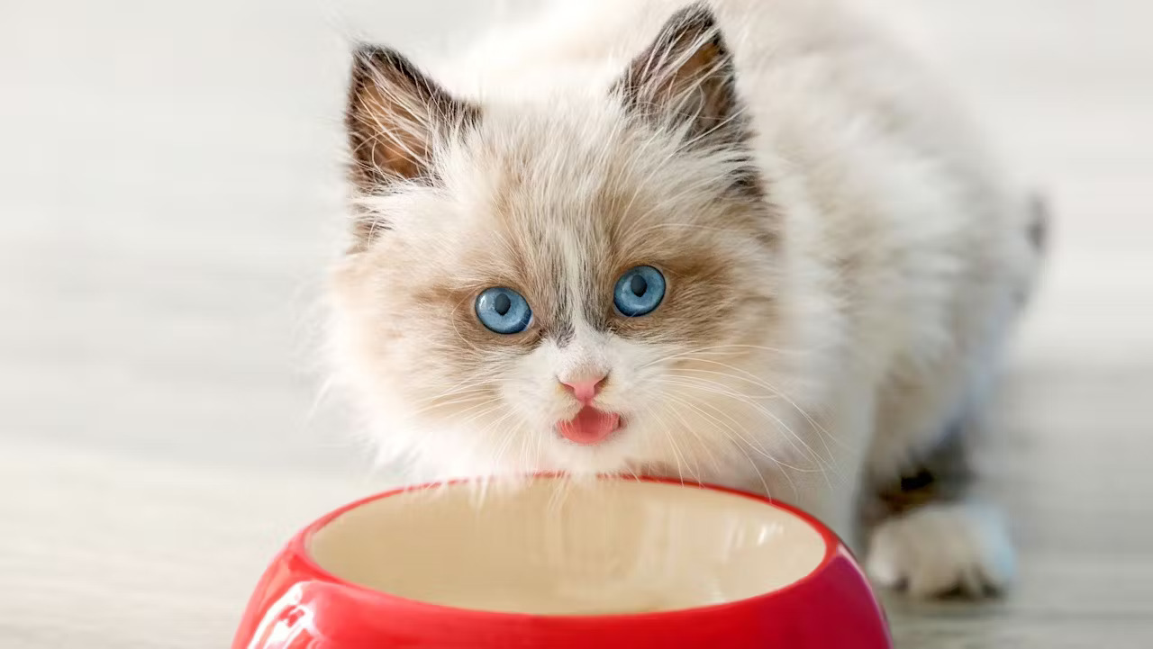 kucing sedang makan