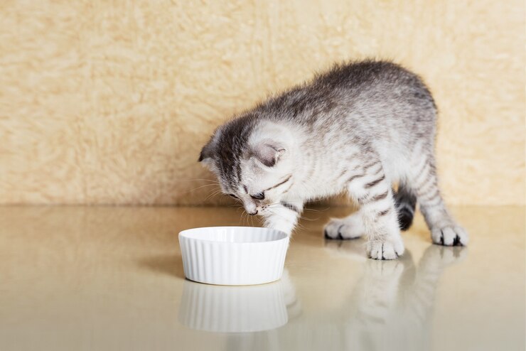 Review Jenis – Jenis Pakan Kucing